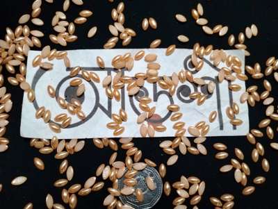 হাফ পার্ল - পাতা - গোল্ডেন