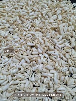 কড়ি - আসল - কাঁটা - ছোট