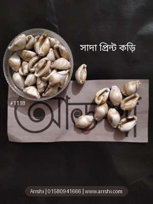 কড়ি - আসল - সাদা প্রিন্ট
